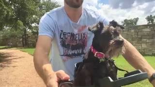 Buddyrider™ Dog Bicycle Seat Overview and Review - Top Tested Dog Bike Carrier