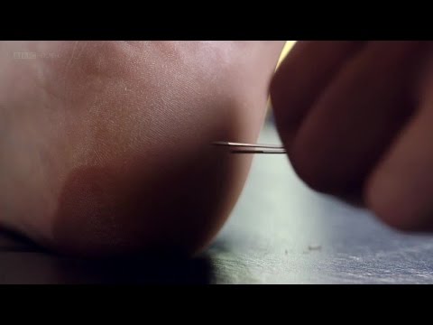 Dissected The Incredible Human 2of2 Foot