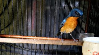 Download lagu Suara Kicau burung Tledekan Bakau Jantan Gacor Untuk Masteran Dan Pancingan Sulingan / Sikatan Bahan mp3 Download lagu Suara Kicau burung Tledekan Bakau Jantan Gacor Untuk Masteran Dan Pancingan Sulingan / Sikatan Bahan mp3