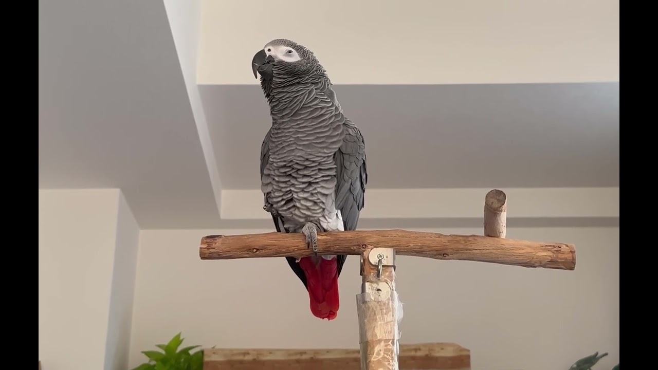 「う○こ出たね う○こ うどんうどん！ 鍋だね鍋！」　すみません、ちょっと大きめなう○こをします🙇‍♀️ また寒くなってきたから鍋もいいかも