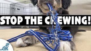 🛑 STOP Your Puppy From Chewing Their House-Line