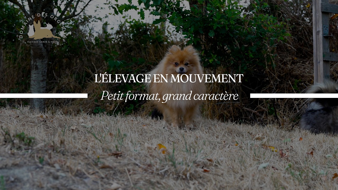 Vidéo : Petit format, grand caractère — Spitz allemand en Mayenne