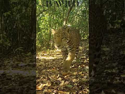 #jaguar #peten #Guatemala #BWILD