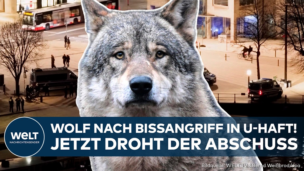 HAMBURG: Wilder Wolf in U-Haft! Nach brutalem Biss droht dem Tier jetzt Abschuss