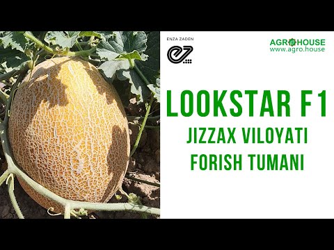 Lookstar F1 qovuni | Jizzax viloyati, Forish Tumani