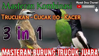 Download lagu 3 in 1 masteran HEBAT burung trucuk kombinasi suara CUCAK IJO - KACER  untuk isian trucukan mp3