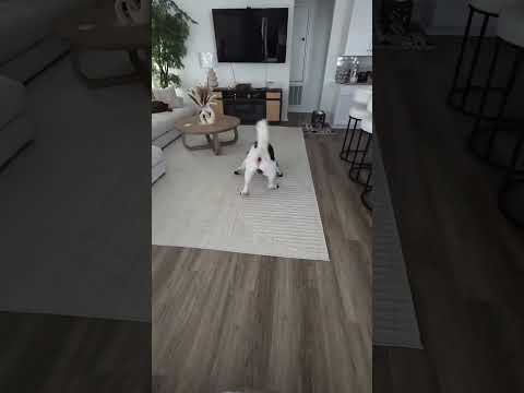 LJ & Oree:  Morning basketball with my Akita "Oree"!