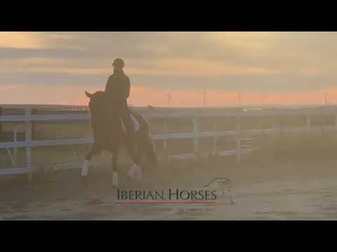 PRE HORSE FOR SALE - 173 CM 4 YO  PIRO FREE