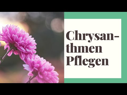 , title : 'Chrysanthemen Pflege - So erstrahlt die Herbstpflanze in ihren leuchtenden Farben!'