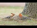 huppe fasciée ....chant, nourrissage, vol...... huppe fasciée ....chant, nourrissage, vol......