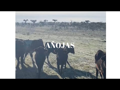 Añojas
