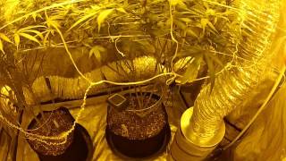 Update Day 22  Tapout from Jinxproof Genetics