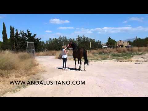 Andalusian horses for sale