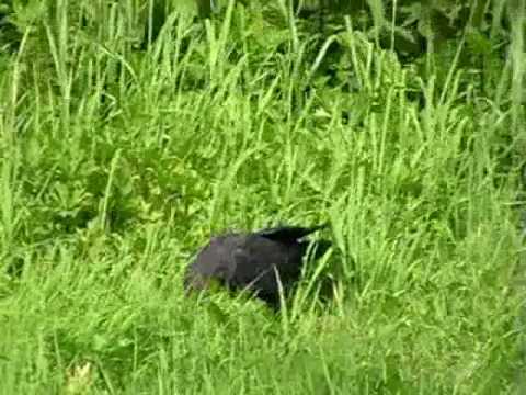 Rabenkrähe (Corvus corone corone)