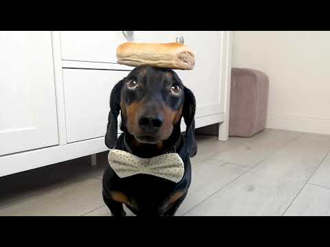 'How do you make a sausage roll? Push it down a hill!' 🙄 ~ Harlso 🐾