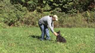 Little Cub "Grizzy Bear"