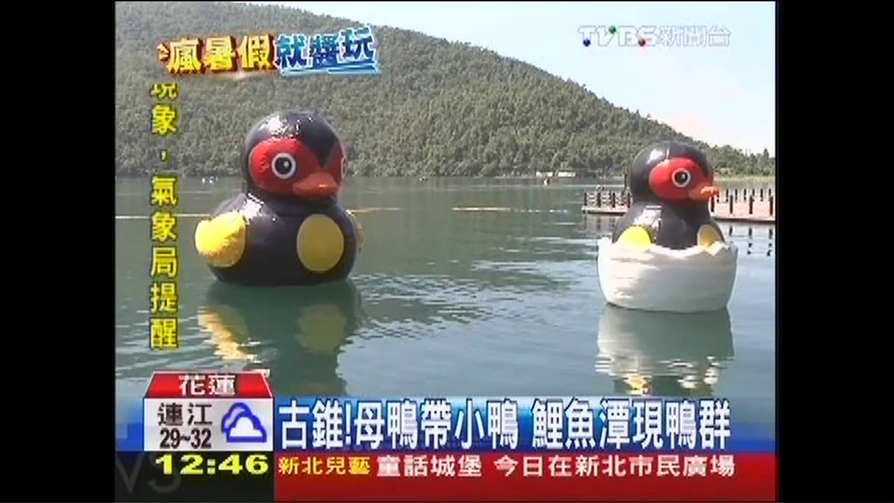 古錐!母鴨帶小鴨 鯉魚潭現鴨群