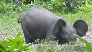 preview picture of video 'Forest Elephant seen in Okwangwo, Cross River National Park, Nigeria'