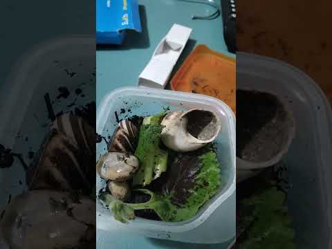 il risveglio della chiocciola