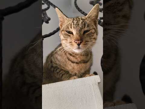 Kitu is looking for her snacks #cat #nature #villagenaturelife #flowers