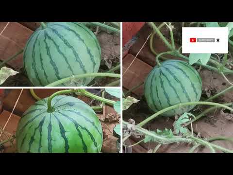 Hydroponics farming: How To Grow Watermelon hydroponically from seeds To harvest