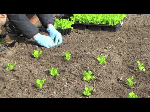 , title : 'Salat pflanzen - 10 Fakten und Tipps für den Garten Salatanbau'
