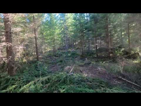 Puhtaiden kuusikoiden ongelmat tulevaisuudessa ja niiden ehkäisyä