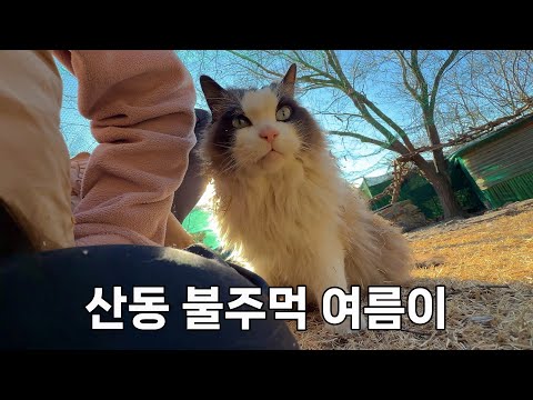 나이 들고 병들어서 버림 받았지만 주먹은 죽지 않은 헤비급 고양이