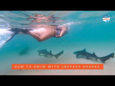 image-Is leopard shark friendly?