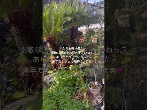 メンテナンスをほとんどまたはまったく必要としない地中海庭園を作るにはどうすればよいでしょうか?  庭園