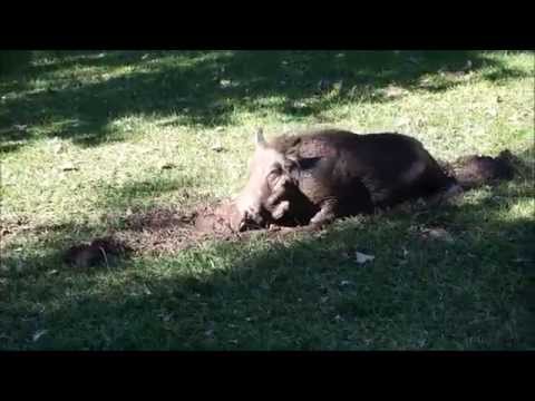 Warthogs in camp on the Chobe River