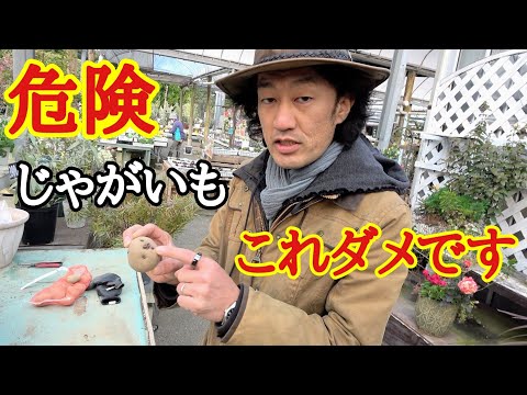 ジャガイモを敷くか植える - それが仕組みです 植物