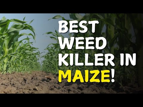 Green vs Dry Maize Farming in Kenya Which is More Profitable in 2025