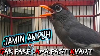 Download lagu Variasi suara pancingan poksay Mandarin paling efektif cepat bikin nyaut emosi pokman susah bunyi mp3 Download lagu Variasi suara pancingan poksay Mandarin paling efektif cepat bikin nyaut emosi pokman susah bunyi mp3