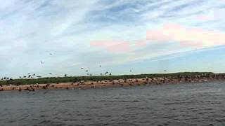 preview picture of video 'Birds at Murray Harbour Entrance'