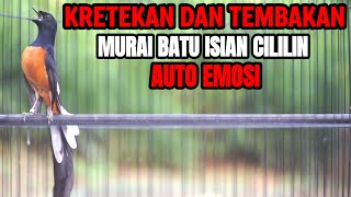 Download lagu KRETEKAN DAN TEMBAKAN MEWAH MURAI BATU ISIAN CILILIN INI mp3 Download lagu KRETEKAN DAN TEMBAKAN MEWAH MURAI BATU ISIAN CILILIN INI mp3