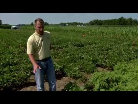 Control of giant ragweed