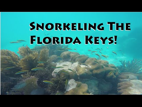 Snorkeling The Coral Reefs of Florida Keys