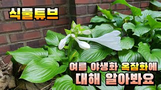 식물튜브  여름 야생화 옥잠화에 대해 알아봐요~  #양재꽃시장 #식물튜브 #plant tube