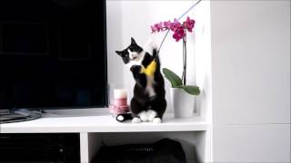 Tuxedo Cat playing with feather toy - Cute kitty plays with her favorite wand