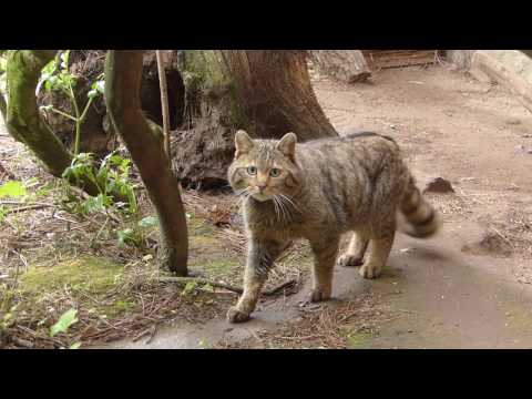 A hét állata: vadmacska