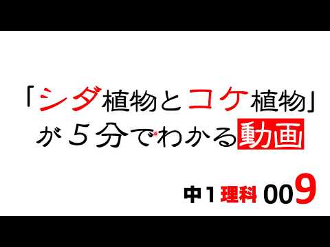 イチョウシダ 植物