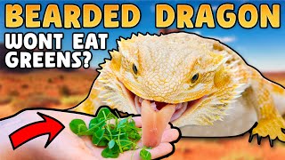 How to Get My Bearded Dragon to Eat Salad