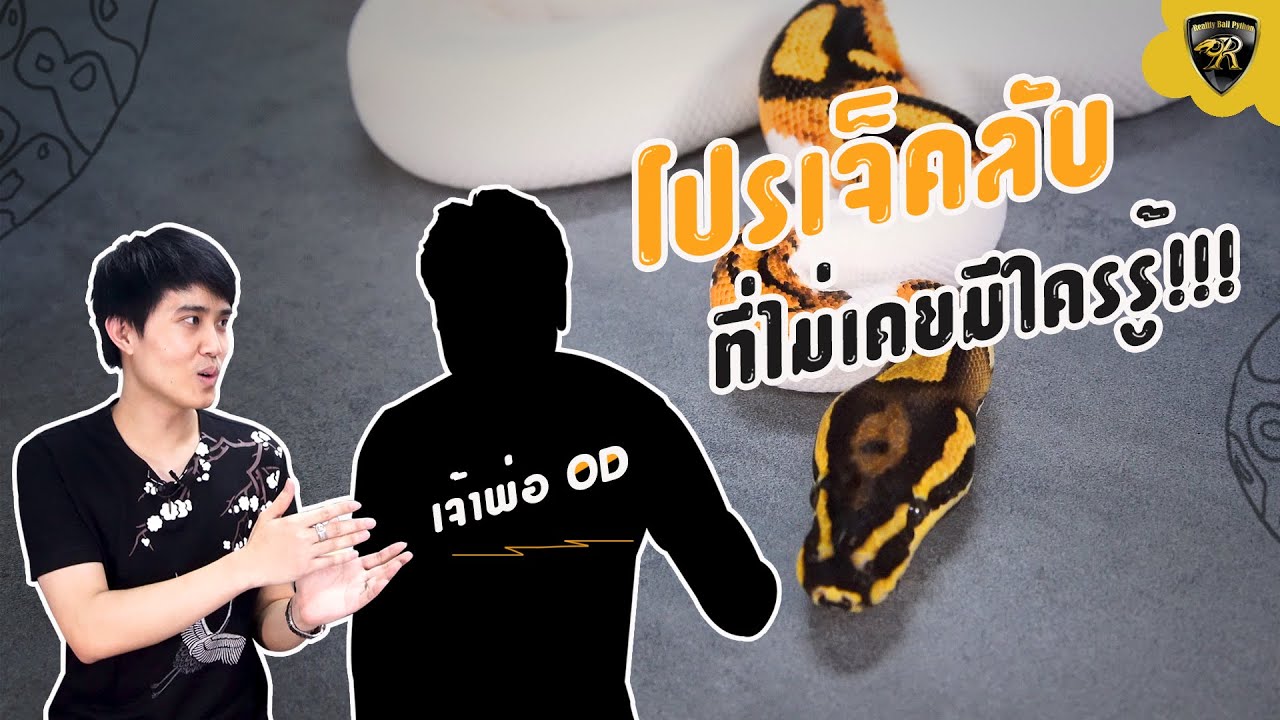 เปิดกรุ งูบอล โปรเจ็คลับ Reality Ball Python X PAE OverDose "Reality Ball Python" [EP.73]