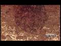 Introduction To Cells