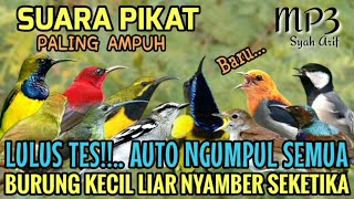 Download lagu LULUS TES!!.. SUARA PIKAT BURUNG KECIL LIAR NYAMBER SEKETIKA  mp3