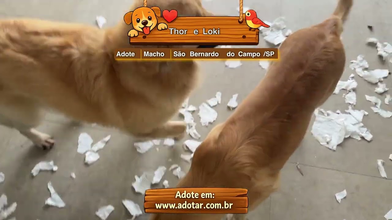 Cachorro raça Labrador idade 2 anos nome Thor e Loki