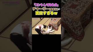 「コントしてみた2」のチャーリー(虫眼鏡)が面白すぎたw【東海オンエア】 #shorts