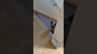 食後はママの部屋に来る猫スルタン【スフィンクス】