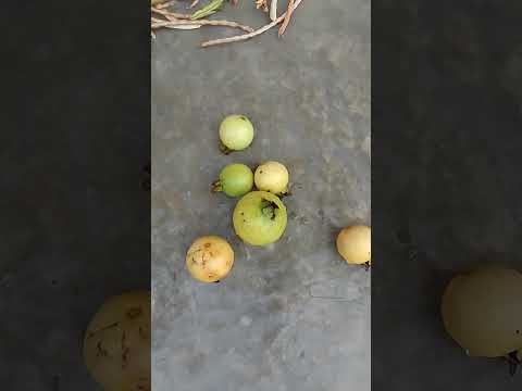 #fruits #guava Bhadra 05 2082 Thursday 21 August 04 52 Pm 2025